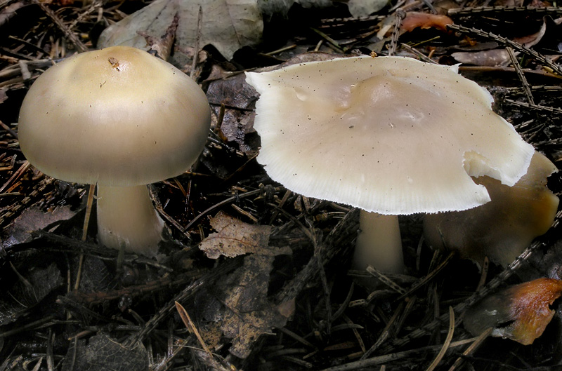 Rhodocollybia butyracea f. asema